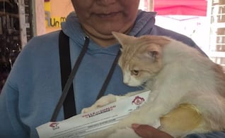 Valle de Chalco refuerza control animal: Realizan jornada de esterilización gratuita para reducir sobrepoblación