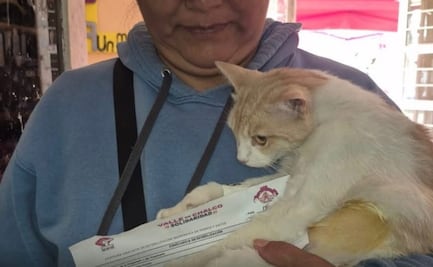 Valle de Chalco refuerza control animal: Realizan jornada de esterilización gratuita para reducir sobrepoblación