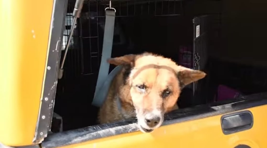 "Lobito", el perro comunitario de San Lorenzo Totolinga, ya se encuentra bajo custodia de la Coordinación de Bienestar Animal tras ser víctima de un ataque directo por parte de un vecino. Foto Especial