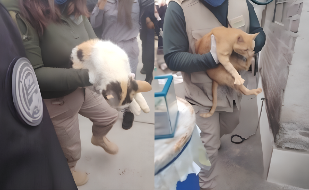 Este cateo coordinado salvó a perros, gatos y conejos de una situación insalubre, ahora están bajo resguardo de Cepanaf. Foto: Especial