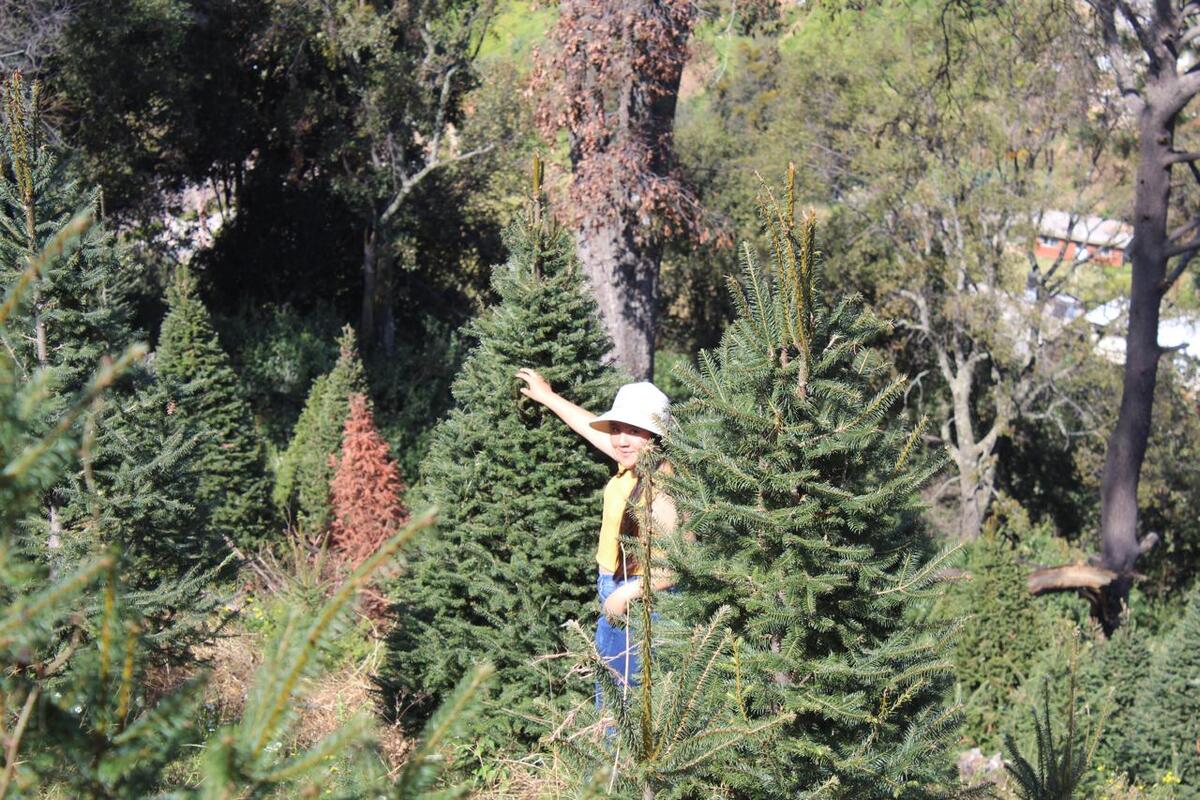 En la tradición cristiana, el árbol de Navidad simboliza la vida eterna / Foto Karen Aldama