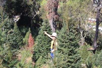 Xonacatlán: El paraíso de los árboles de Navidad