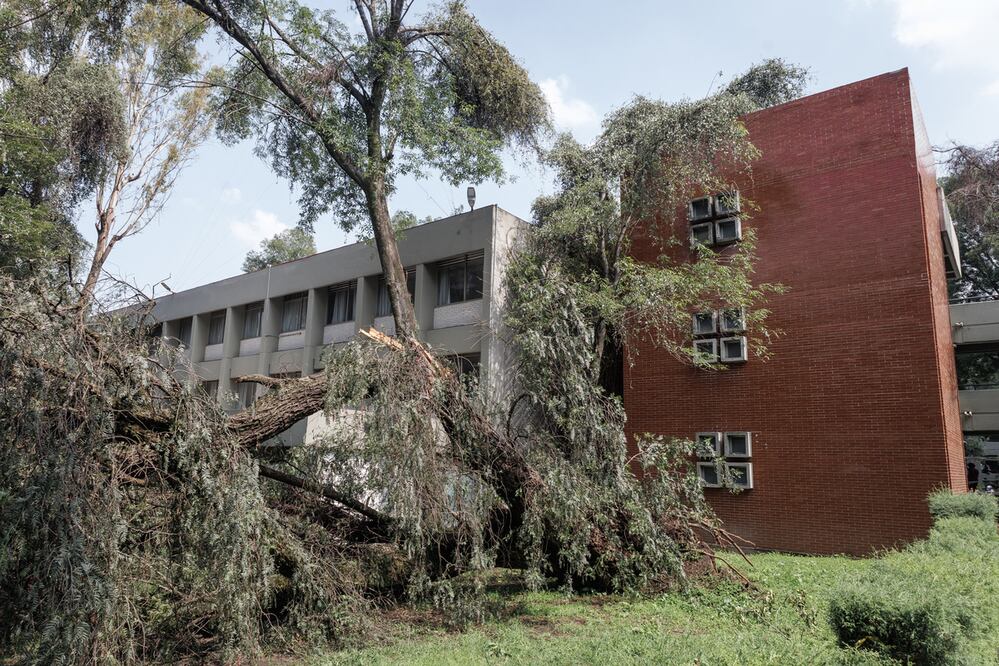 Estado de México 19/09/24
La facultad de estudios superiores Acatlán a sufrido diversos desplomes de árboles provocados por las fuertes lluvias
Yaretzy M. Osnaya | EL UNIVERSAL