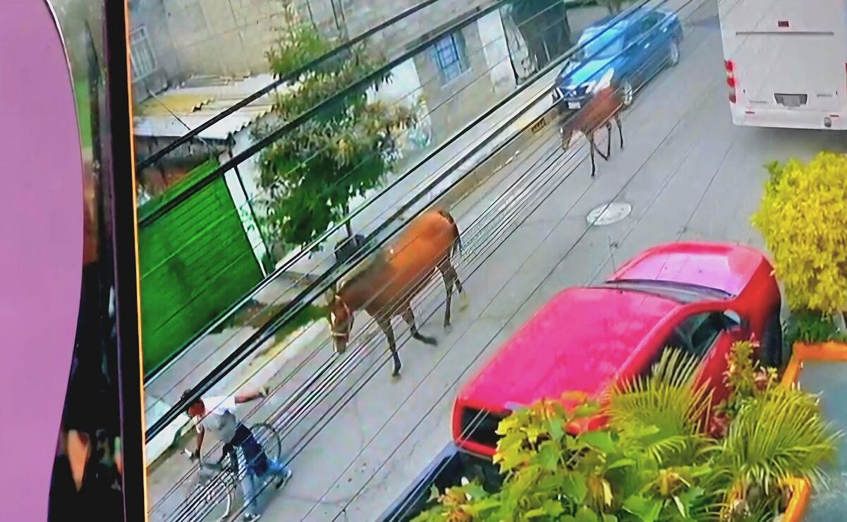 90,000 pesos es el valor del caballo recientemente robado y viralizado en Facebook / Foto Especial