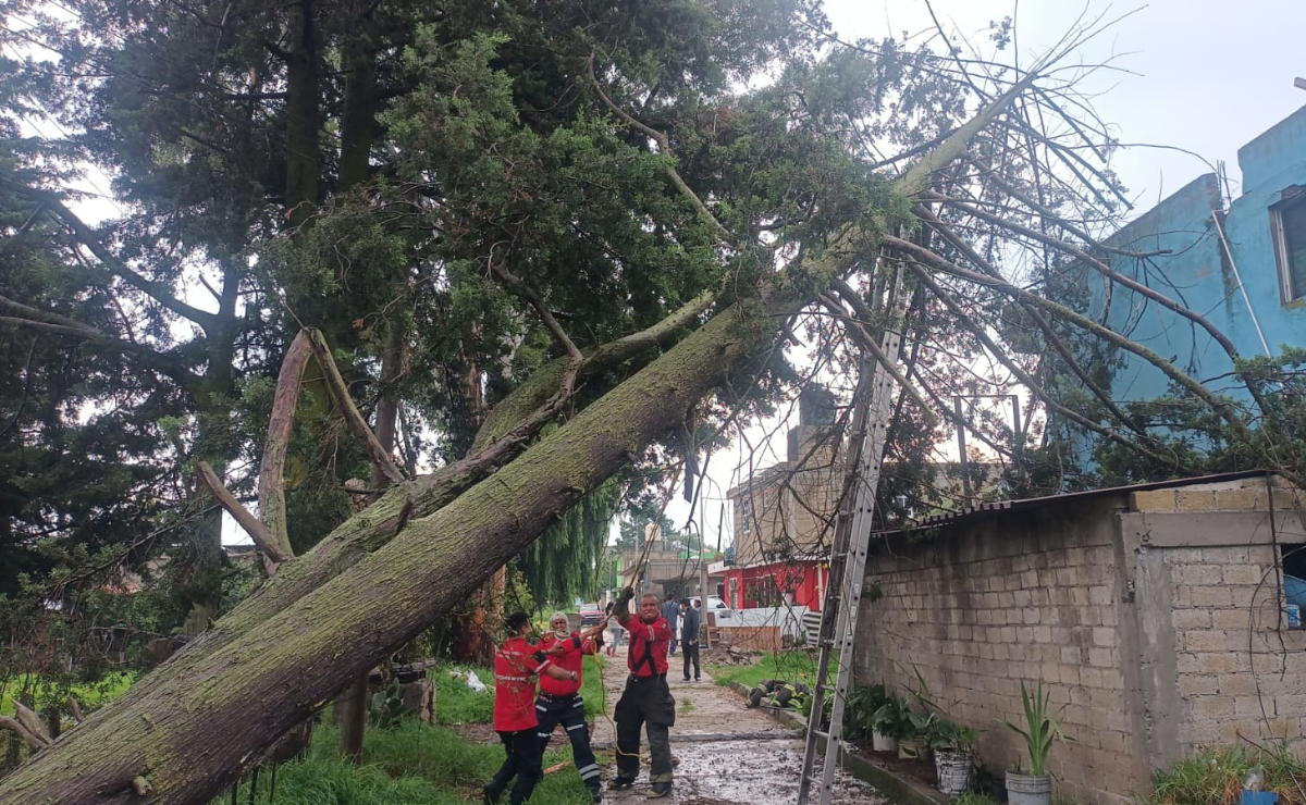 Equipos de emergencia trabajan en Toluca tras árboles caídos. Foto: Especial