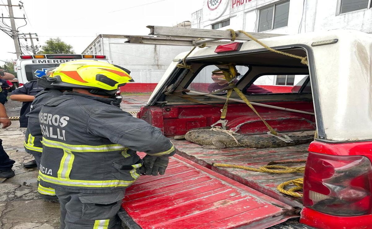 Elementos de protección civil y bomberos de Cuautitlán Izcalli llegaron a la calle Río Bravo para atrapar al ejemplar. Foto: Especial
