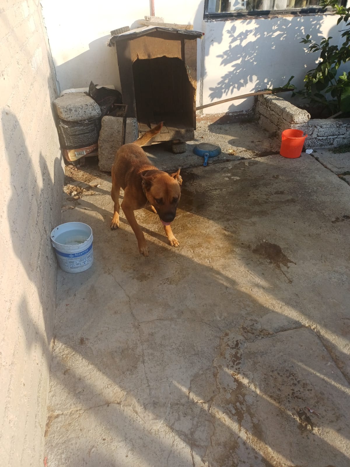 Los funcionarios de las dependencias de gobierno estatal y municipal llevaron al lugar y constataron que el perro estaba encadenado y expuesto a la intemperie, por lo que procedieron a su liberación. Foto: especial