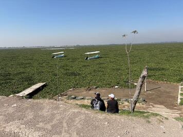 Contaminación, el principal alimento del lirio acuático en Zumpango
