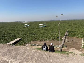 Contaminación, el principal alimento del lirio acuático en Zumpango