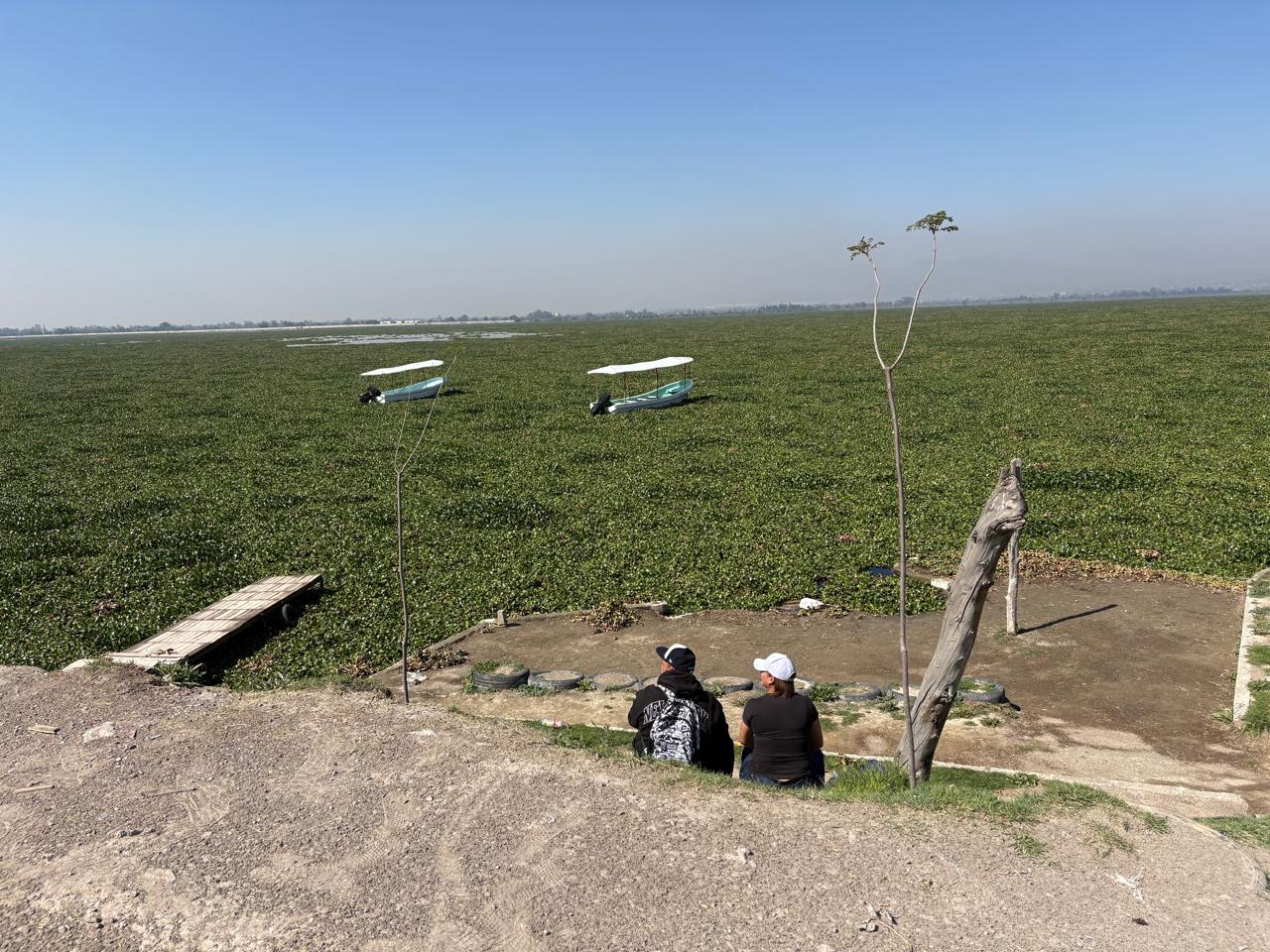 El crecimiento excesivo del lirio es un problema ambiental / Foto Arturo Contreras
