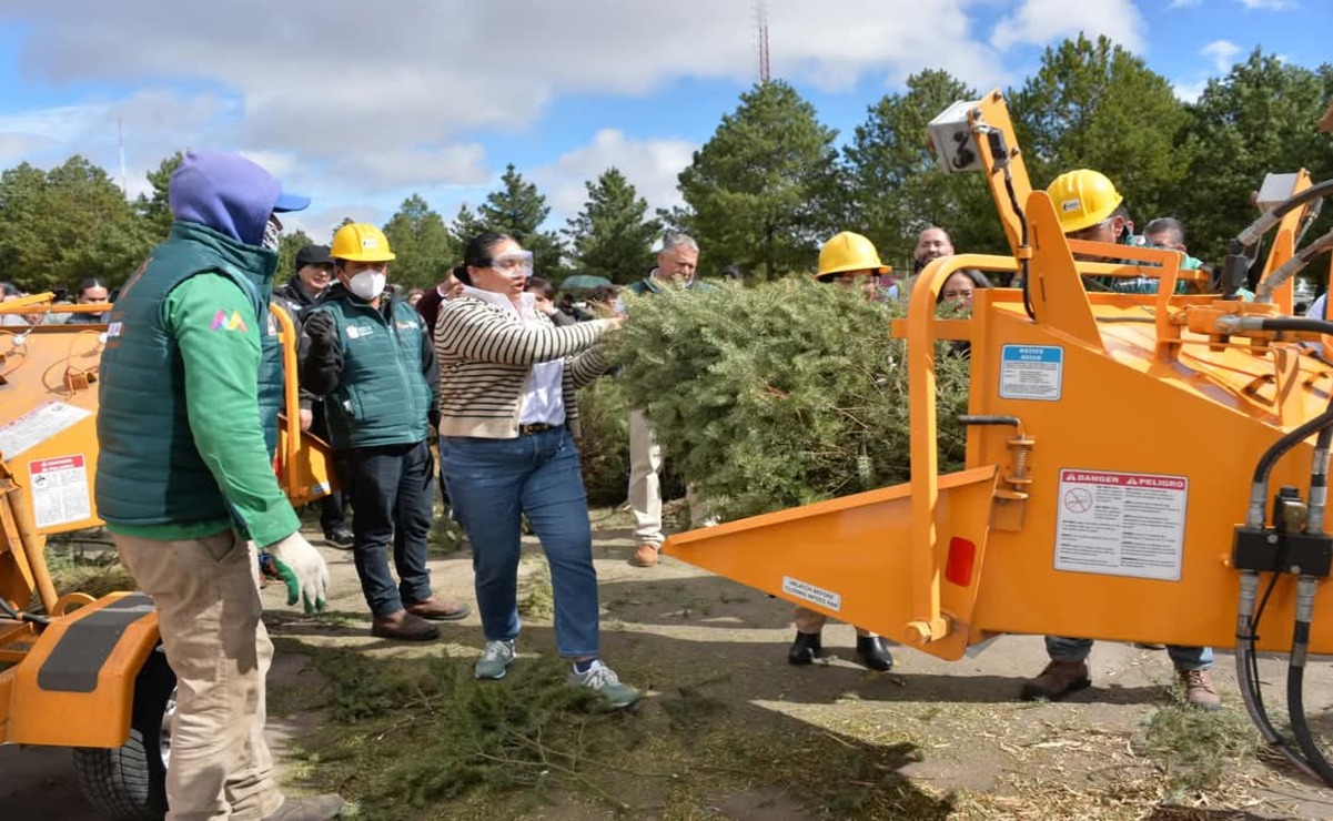 En Edomex crean composta con árboles de Navidad