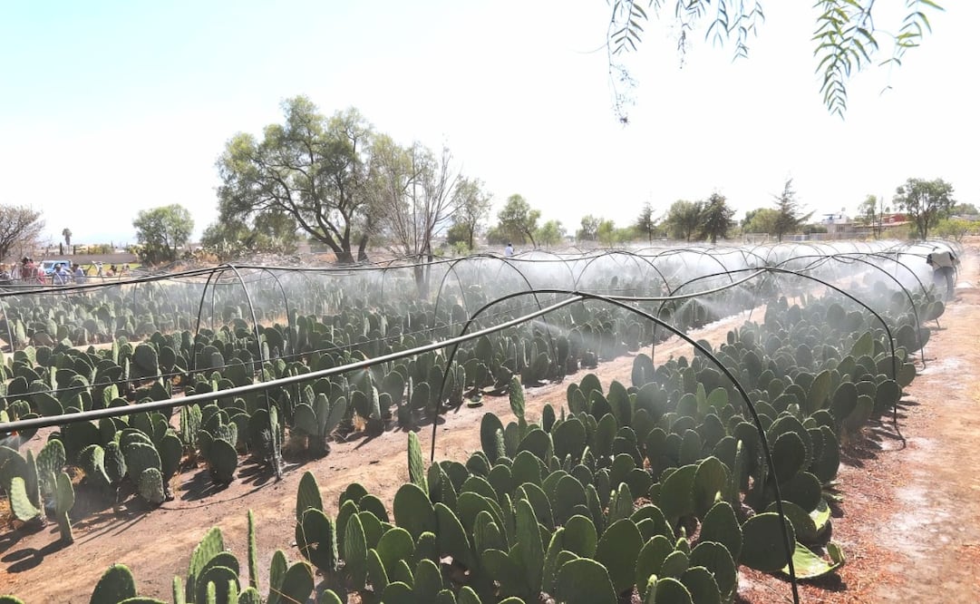 Sé uno de los beneficiarios del programa Transformando el Campo; la atención en ventanillas continúa los días 19, 20 y 23 de marzo. Foto Especial