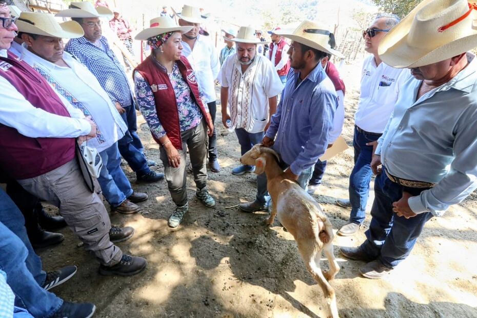 Veterinarios certificados inspeccionan ganado en la comunidad de "El Mango", Tlatlaya, donde se controló el primer brote de Gusano Barrenador en la entidad. Foto Especial