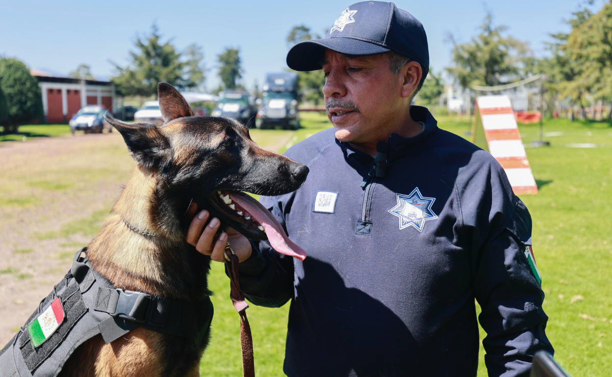Trabajo en equipo: una iniciativa en Toluca quiere dar derechos a los perros y caballos de rescate. Foto: Alejandro Vargas