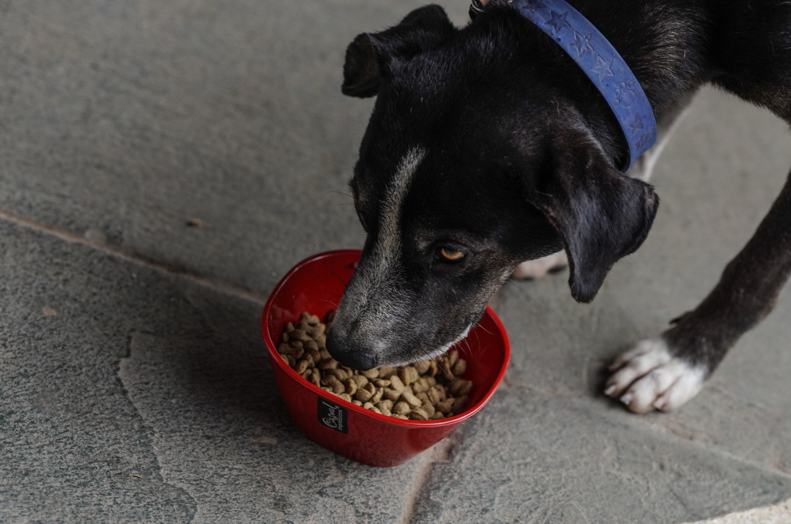 Perros y gatos sufren especialmente por el calor, ya que no sudan y dependen de la respiración para enfriarse. Foto Especial