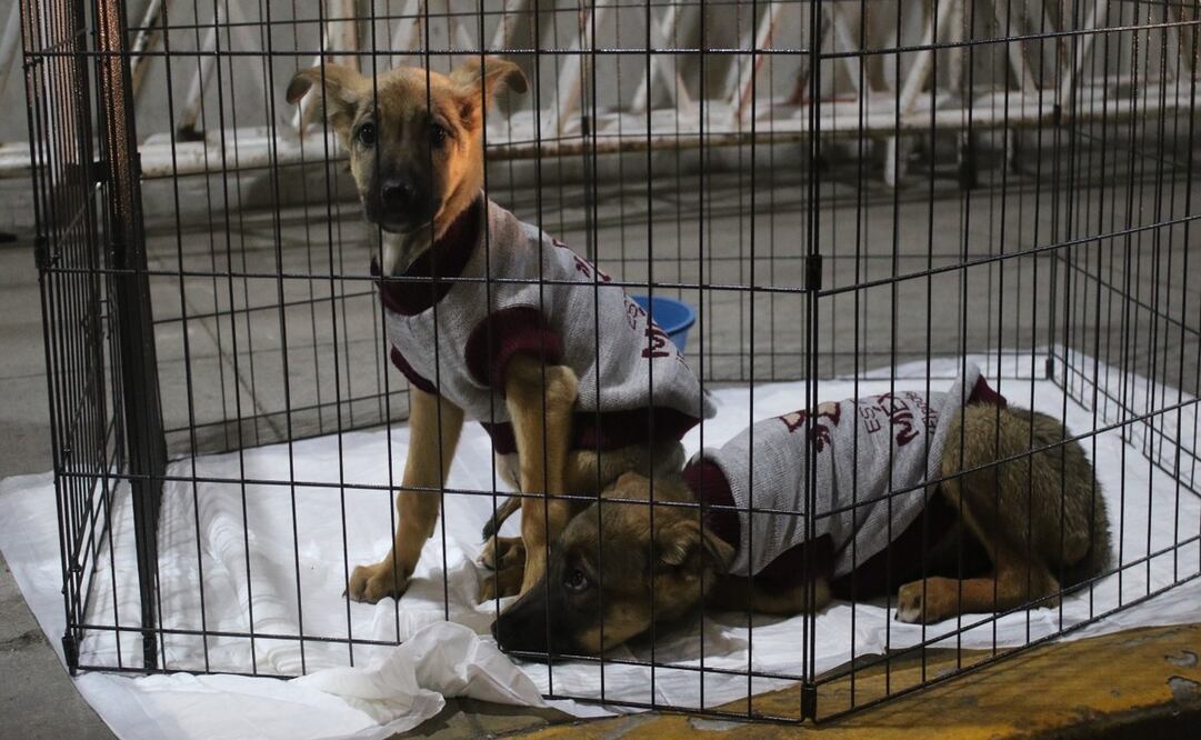 Tener un animal brinda beneficios a las familias / Foto Especial