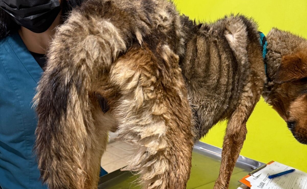 Los perritos presentan bajo peso y deshidratación / Foto Especial