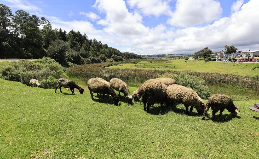 143 carpetas de investigación están abiertas por robo de ganado en el Estado de México. Foto: Alejandro Vargas / El Universal Edomex