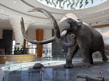 Tesoro paleontológico en el AIFA: Podrían hallarse más restos de mamuts