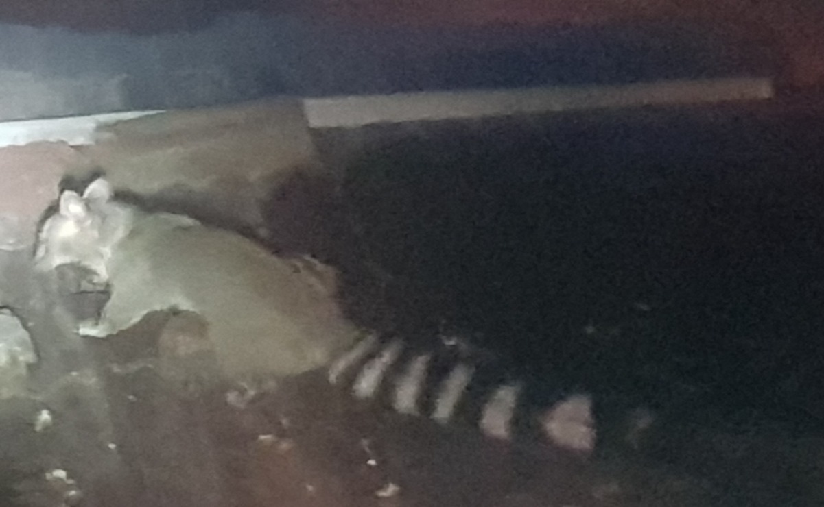 El cacomixtle pertenece a la familia de los mapaches / Foto Especial