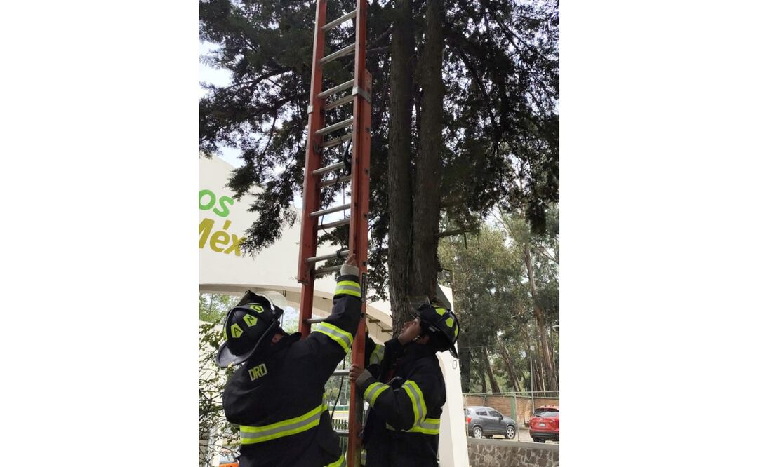 Bomberos de Toluca rescatan a gato atrapado en árbol de la UAEMex. Foto: Especial