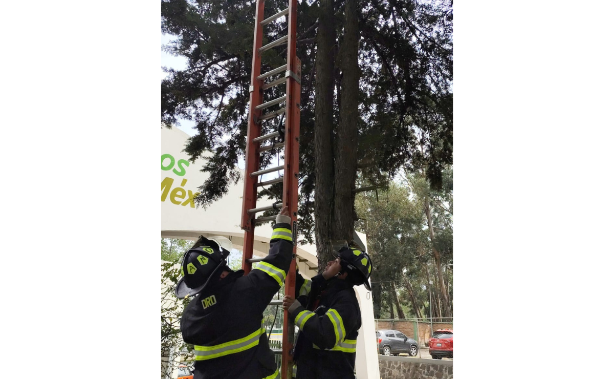 Bomberos de Toluca rescatan a gato atrapado en árbol de la UAEMex. Foto: Especial