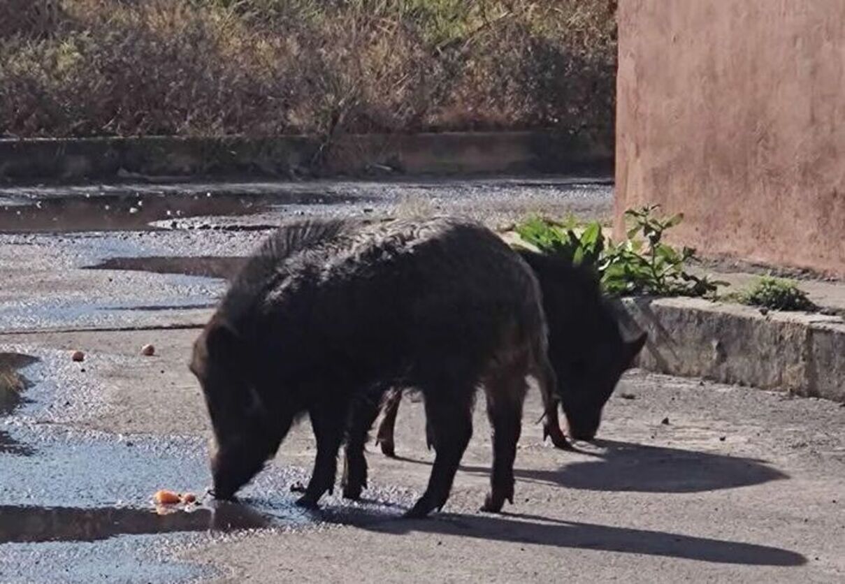 Fotos y videos de los jabalíes se han viralizado en redes sociales, generando preocupación y debate entre los usuarios. Foto Especial