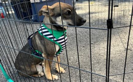 Viaja con lomito o michi en el Tren “El Insurgente”. Aquí te decimos cómo