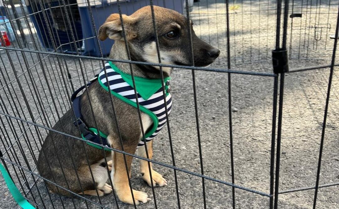 Algunos perritos en situación de calle son rescatados por asociaciones civiles o rescatistas independientes / Foto Karen Aldama