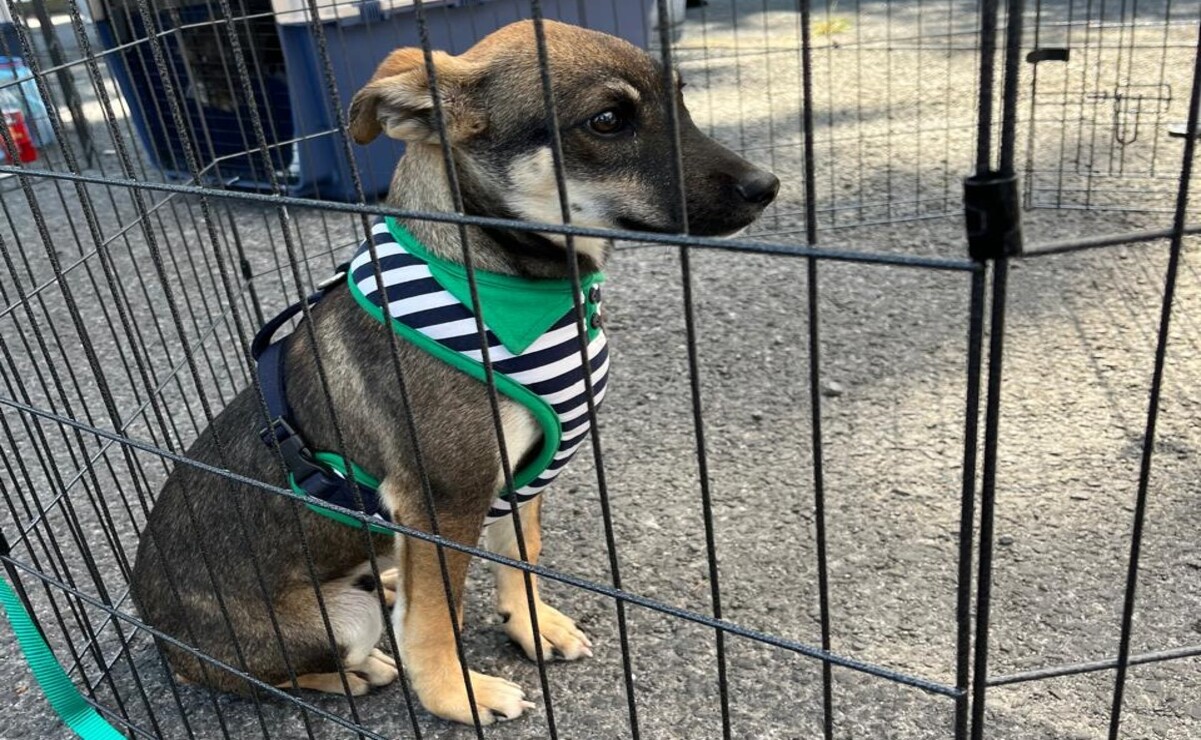 Edomex: Súmate al Croquetón 2024 y ayuda a los perritos sin hogar