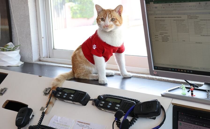 Cruz Roja Toluca despide a 'Cruzberto'; fue víctima de un accidente vial