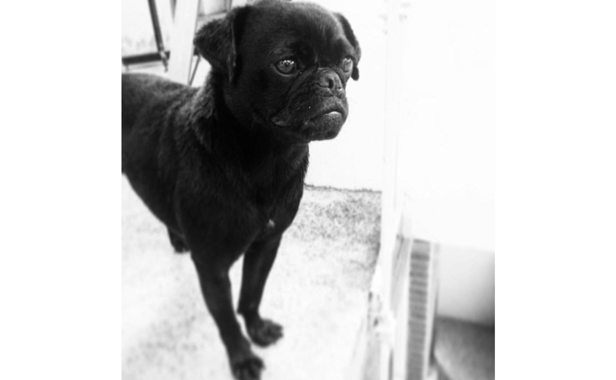 Lili, una pug pequeña pero valiente, nos muestra que, con un buen cuidado y atención, nuestras mascotas pueden gozar de excelente salud y energía / Foto: Daniela Hernández