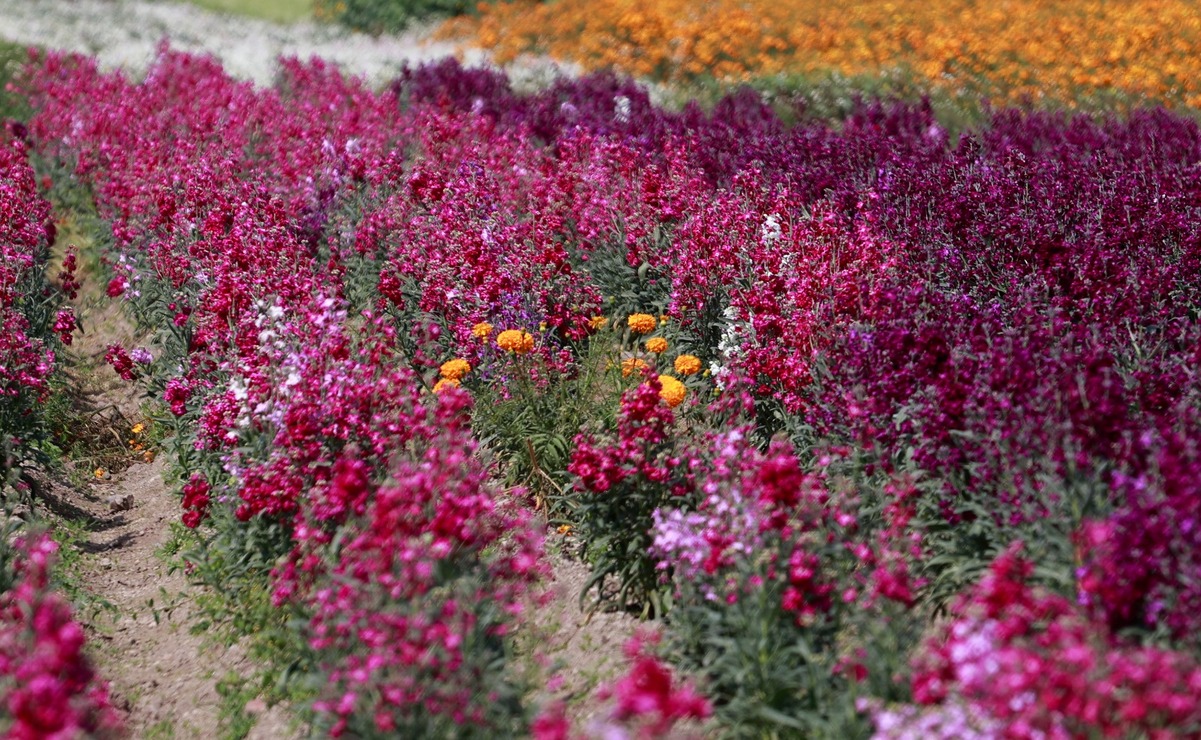 Floricultores de Tenango del Valle están listos para la venta de flores este Día de Muertos. Foto: Alejandro Vargas.