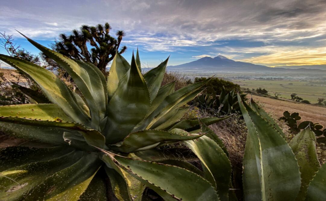 Se buscará sembrar magueyes en Edomex para mejorar la calidad de aire. Foto: Especial.