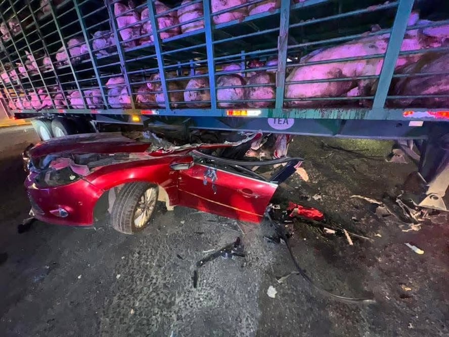 El tráiler transportaba cerdos con dirección a la Ciudad de México al momento de ser alcanzado por el automóvil particular. Foto Especial