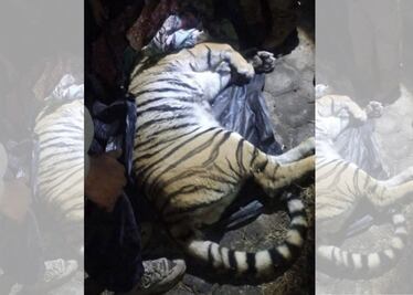 Resguardan a tigre hallado en departamento de Cuautitlán Izcalli