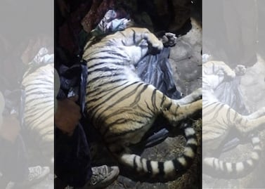 Resguardan a tigre hallado en departamento de Cuautitlán Izcalli