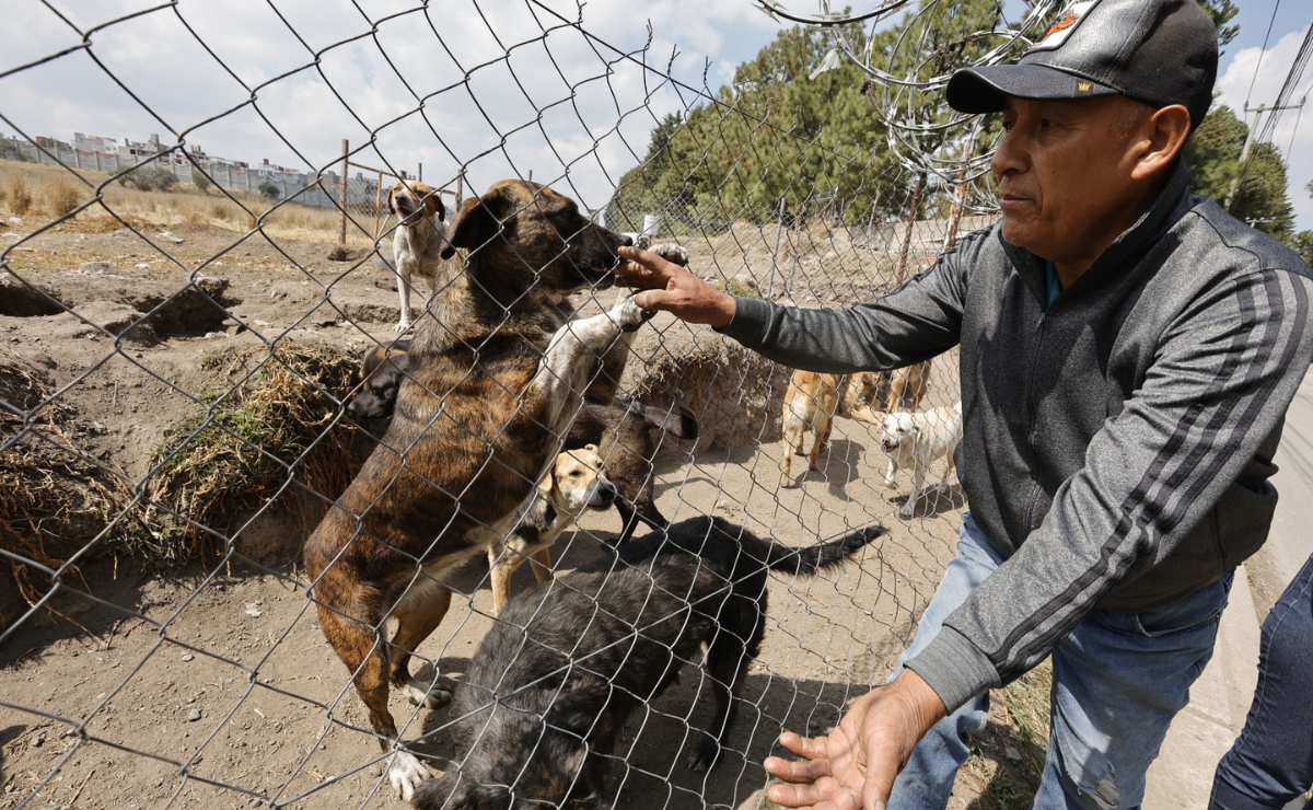 Ocho años de amor y rescate: Alejandro Ramírez necesita tu ayuda para encontrar hogares a 44 perros. Foto: Jorge Alvarado