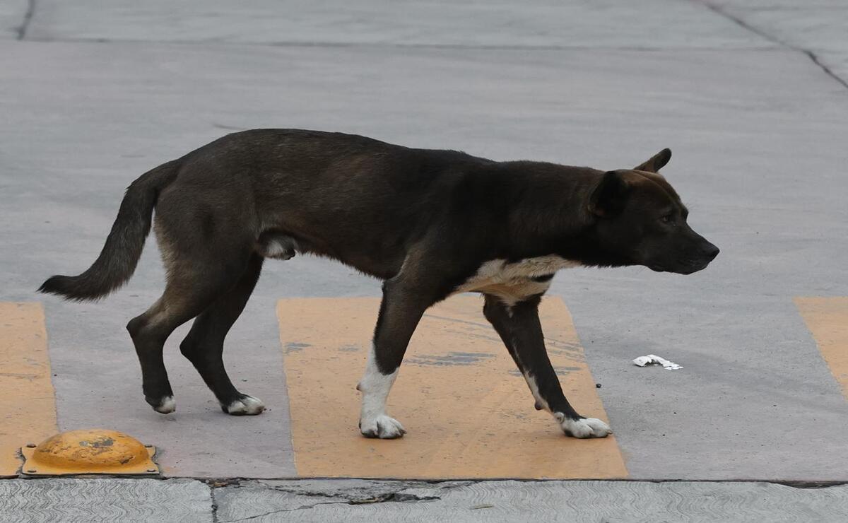 Perros callejeros en el Edoméx. Foto: Jorge Alvarado.
