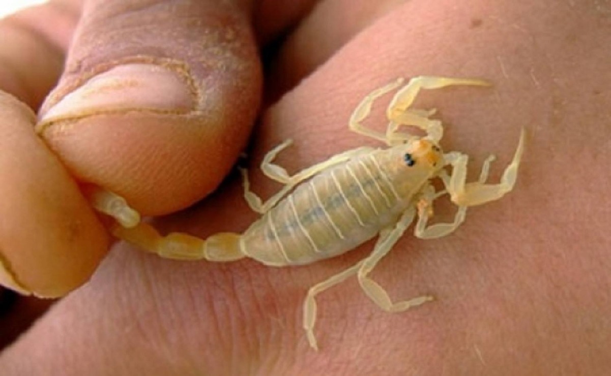 Cada 12 horas se registran ocho casos de picaduras de alacrán / Foto Especial