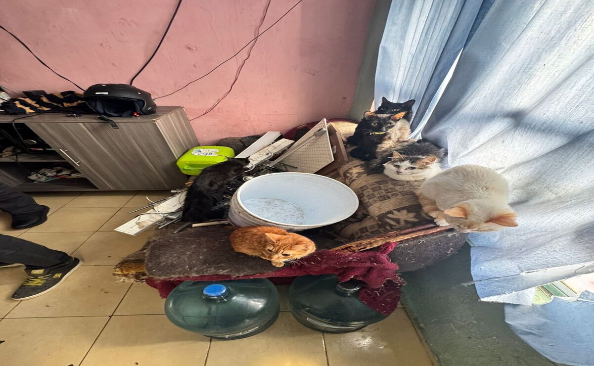 Los gatos se encontraban en estado de mal nutrición / Foto: Especial