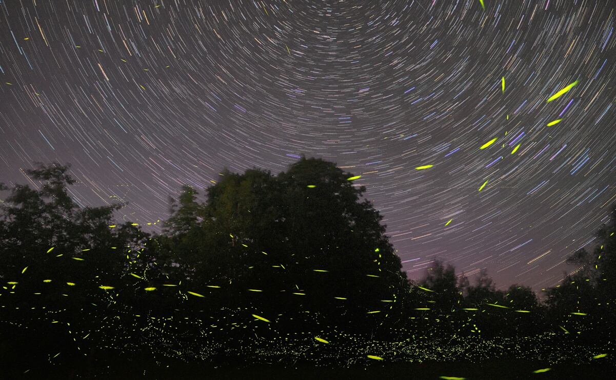 Edomex: ¿Cuándo es el Festival de las Luciérnagas 2025 en la Región de los Volcanes?