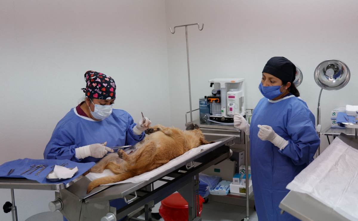 El Centro de Bienestar Animal de Atlacomulco inició operaciones dos meses después de su inauguración. Foto: Arturo Hernández