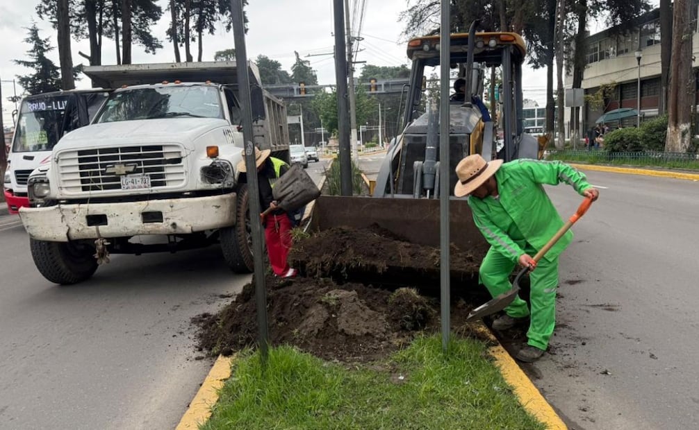 Especialistas rehabilitan las áreas verdes del Paseo Colón con plantas de bajo mantenimiento y podas estrictamente supervisadas. Foto Especial