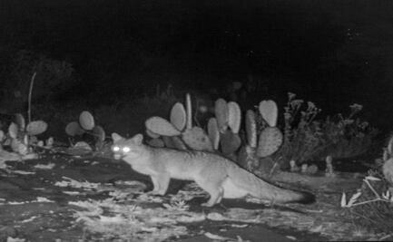 Sorprendente hallazgo: Captan fauna silvestre en instalaciones de la UAEMéx