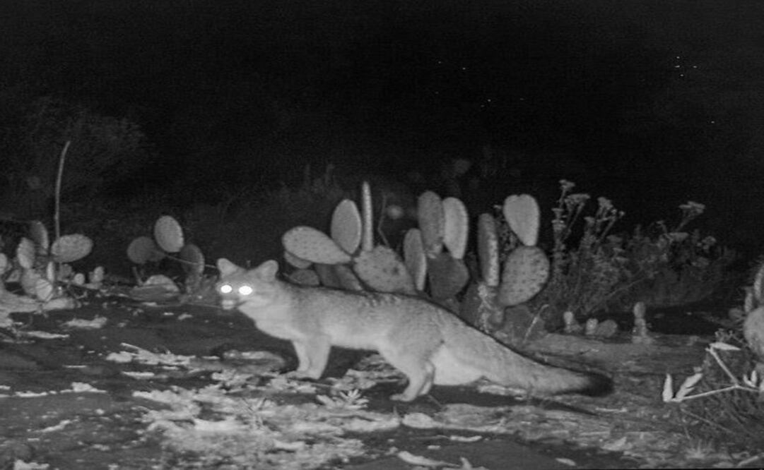 Los mamíferos que se lograron captar en algunas áreas de Ciudad Universitaria son una zorra gris, un cacomixtle y un conejo. Foto: Especial