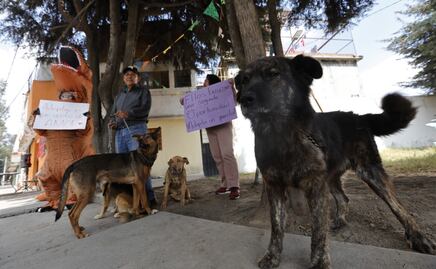 ¡Toluca al rescate! 44 perritos necesitan hogar urgente: La historia de un héroe