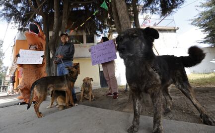 ¡Toluca al rescate! 44 perritos necesitan hogar urgente: La historia de un héroe