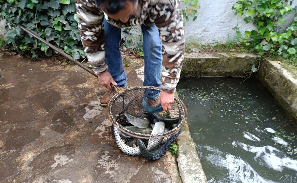Los centros trucheros se ubican en zonas boscosas de Nicolás Romero, ideales para una escapada familiar. Foto Especial