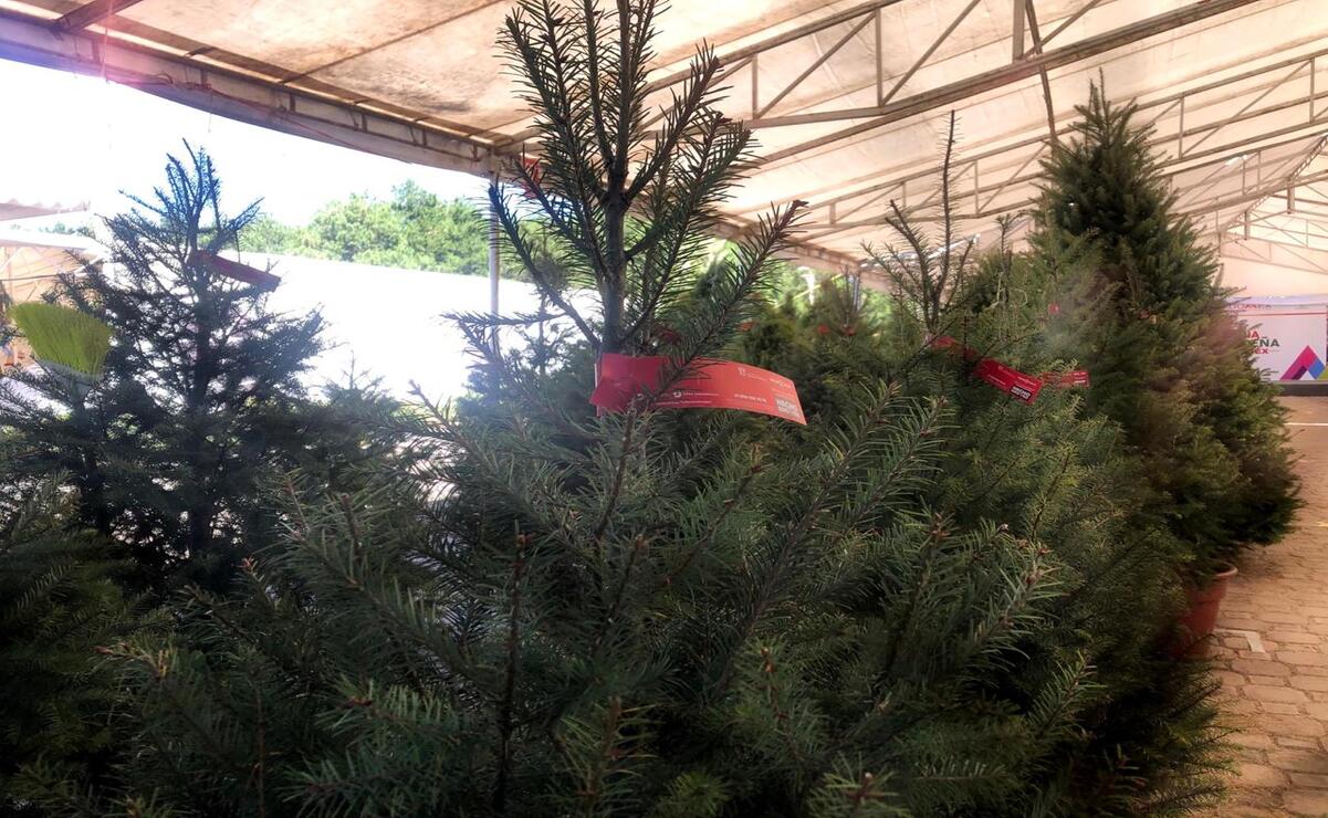 ¡Dale una segunda vida a tu árbol de Navidad! Acopio gratuito en el Edomex